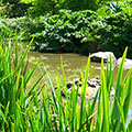 Pond featuring wildlife surrounded by lush planting.